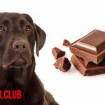 ¿Qué pasa si mi perro come chocolate, es cierto que es tóxico?