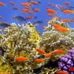 Que pasa si los arrecifes de coral desaparecen, ¿qué consecuencias tendría el mar y su biodiversidad?